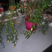 نهال درخت انار