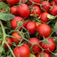 گوجه ربی درجه ۱ برغمد محلی