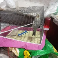 عروس هلندی ماده  با قفس  معاوضه