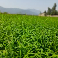 بذر شالی فجر  سوزنی نود روزه بدون دله و علف