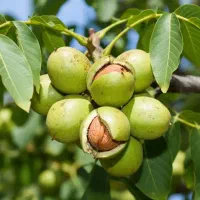 انگورگردوبادام گیلاس گلابی هلوگوجه ارش