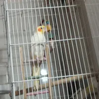 عروس هلندی گمشده