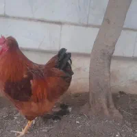 خروس کاکلی جوان