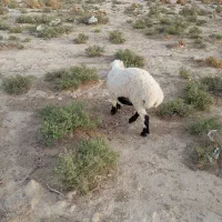 گوسفند ماده مخصوص کشتن
