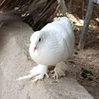 کبوتر
