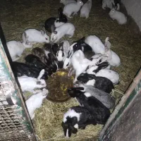 فروش خرگوش تعداد بالا