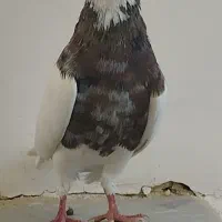 طوقی‌کاکلی