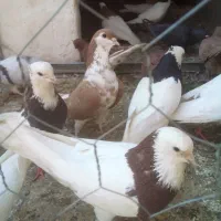 پرنده|پرنده|تربت‌حیدریه, کلاته توکلی|دیوار