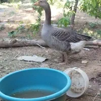 غاز ماده با یازده تخم
