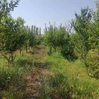 باغ 4500 متری در زنجان رود