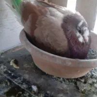 ۲۸تا کفتر خوب پرشی