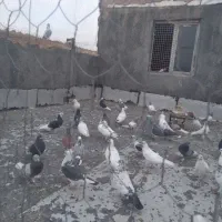گبوتر