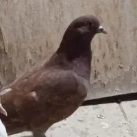 کفتر ماده سرخ