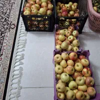 سیب عروس (سبدی)