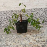 گل بنسای