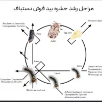 سمپاشی ساس سم پاشی انواع سوسک با گارانتی یک ساله