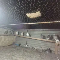 16 تا کفتر فروشی
