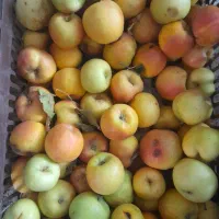 سیب سرکه‌ای/مربایی