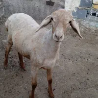 ماده دورگ چینی مغان