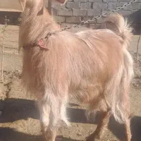 چپیش بز