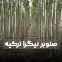 فروش نهال صنوبر