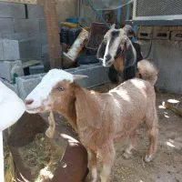 بز سالن و سرحال