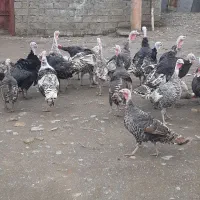 بوقلمون