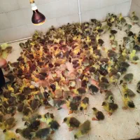 فروش جوجه غاز دورگه و آفریقای هفت روز تا ده روزه