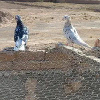 کفتر دم سفید