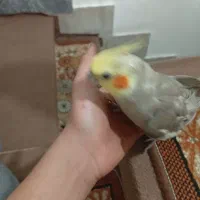 یک جفت عروس هلندی سخنگو