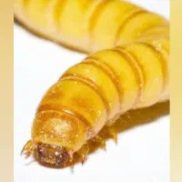 میلورم بمب پروتئین