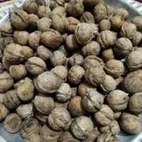 مقداری گردو برای فروش موجوده