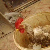 جوجه خروس دورگه ۶ ماه