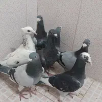 کفتر