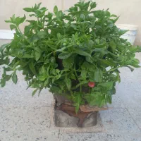 یک عدد گل طبیعی
