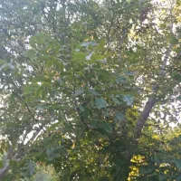 اجاره درخت گردو