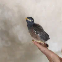 جوجه مرغ مینا پاکستانی