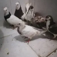کبوتر پرشی نر