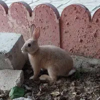 خرگوش بازیگوش