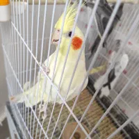 عروس هلندی یک ساله