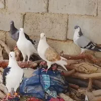 کبوتر