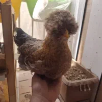 دوتا خروس 4ماهه