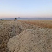 خرید وفروش  کاه گندم