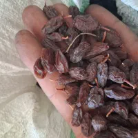 پخش کشمش سعید