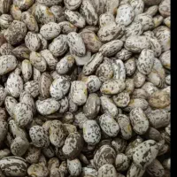 لوبیاچیتی ارتشی