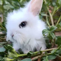 خرگوش لوپ اصل خرگوش باردار بالغ