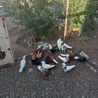 کفتر|پرنده|میان جلگه, |دیوار