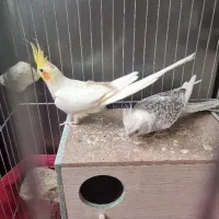 ۳ جفت عروس هلندی سالم زیبا روی تخم و جوجه