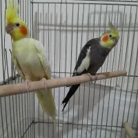 یک جفت مولد عروس هلندی
