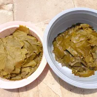 برگ مو  درجه یک و درجه دو
